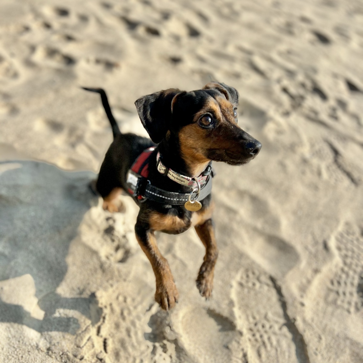 Romy, a black and tan dachshund, on the beach